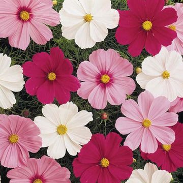 COSMOS SONATA MIX COMPLET ( BOÎTE DE 9 PLANTES )