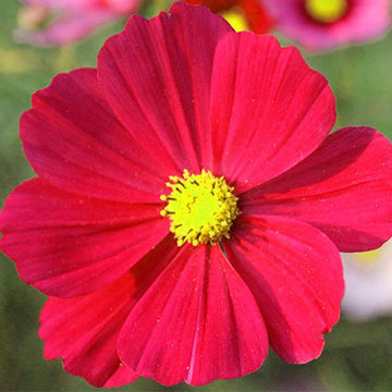 COSMOS SONATA ROUGE SH ( BOÎTE DE 9 PLANTS )