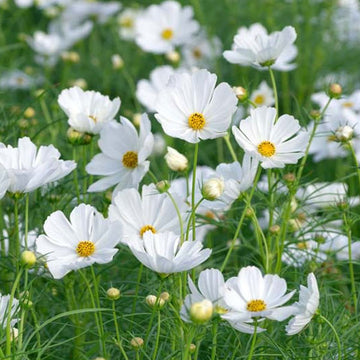 COSMOS SONATA WHITE ( BOÎTE DE 9 PLANTS )