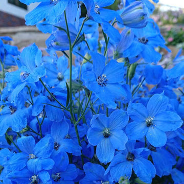 DELPHINIUM CHEER BLUE 1 GALLON