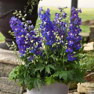 DELPHINIUM DASANTE BLEU 1 GALLON