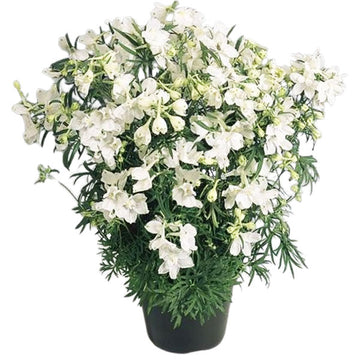 DELPHINIUM GUARDIAN BLANC 3,8 LITRES