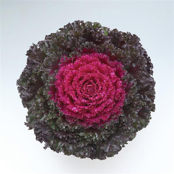 Flower Kale Crystal