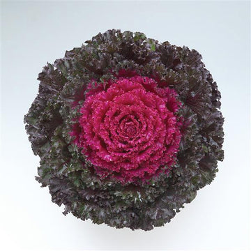 FLOWER KALE CRYSTAL RED DEEP