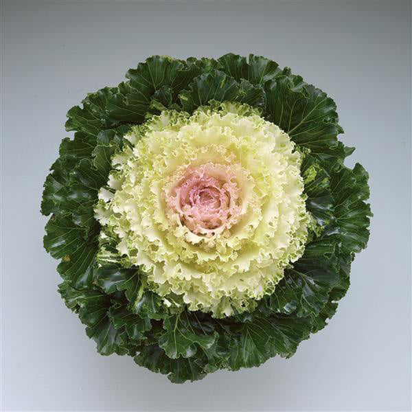 Flower Kale Crystal
