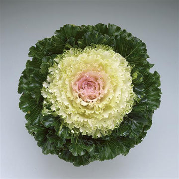 FLOWER KALE CRYSTAL SNOW