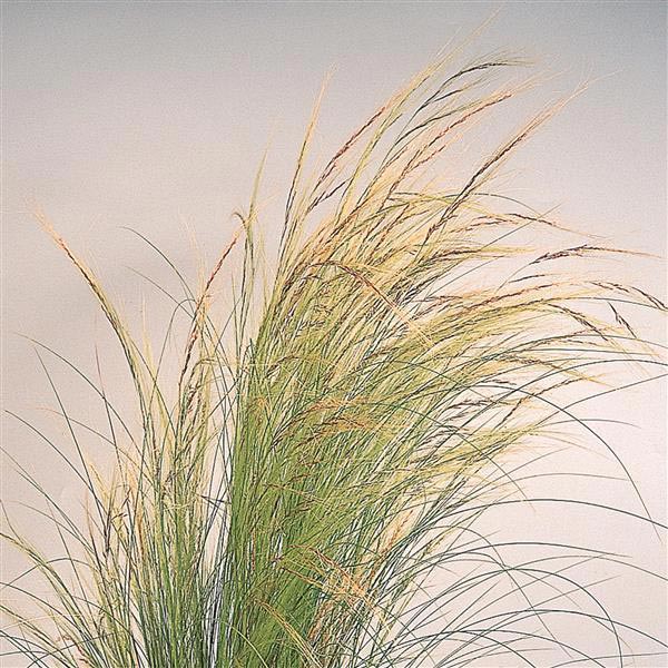 Grss Stipa Colorgrass Pny Ponytails