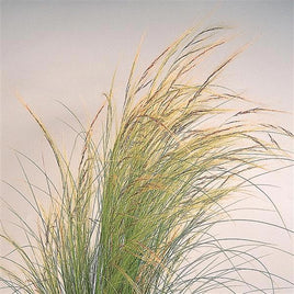 QUEUES DE CHEVAL GRSS STIPA COLORGRASS PNY 