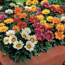 Gazania Kiss Mix