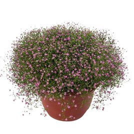 GYPSOPHILE GYPSY ROSE PROFONDE POT 4,5"