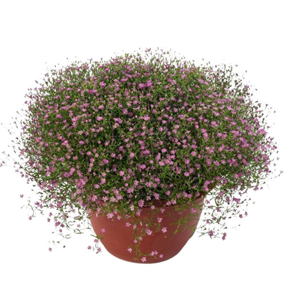 GYPSOPHILA GYPSY ROSE DEEP 4.5" POT