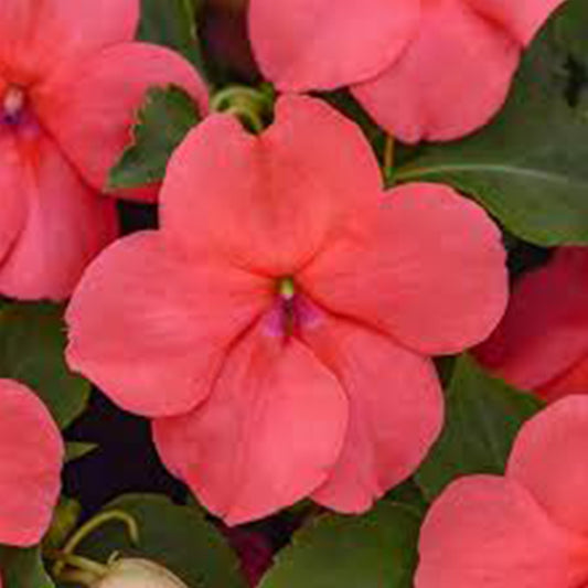 Impatiens Beacon (Lot de 9 plants)