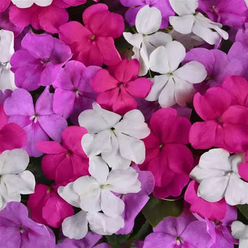 IMPATIENS BEACON MIX FORMULA LPD (BOX OF 9 PLANTS)