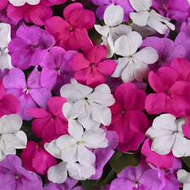 BALISE IMPATIENS ( BOITE DE 9 PLANTES ) 