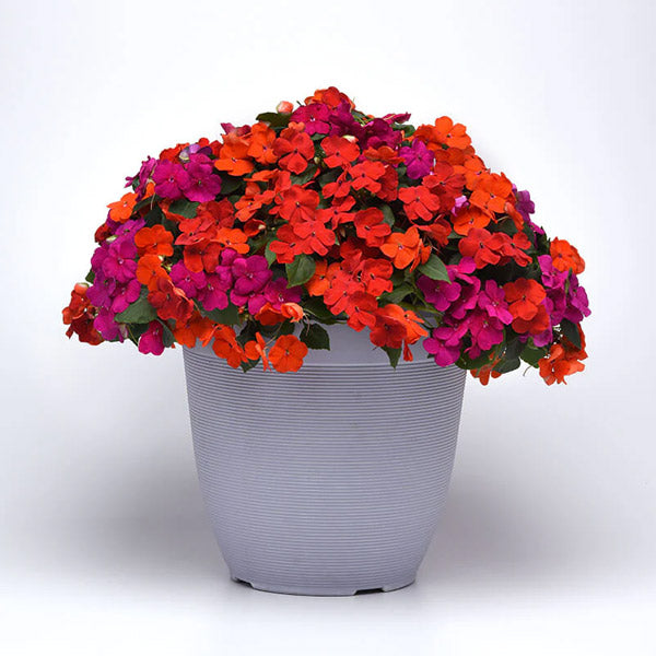 Impatiens Beacon (Box of 9 Plants)