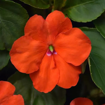 IMPATIENS BEACON ORANGE (BOX OF 9 PLANTS)