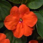 IMPATIENS BEACON ( BOX OF 9 PLANTS )