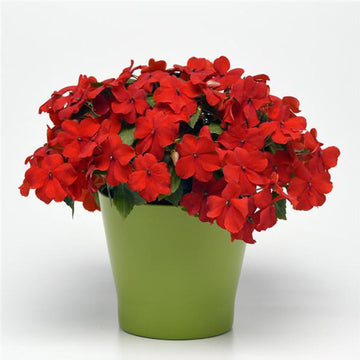 IMPATIENS BEACON RED BRIGHT (BOX OF 9 PLANTS)
