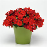 IMPATIENS BEACON ( BOX OF 9 PLANTS )