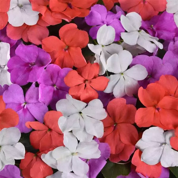 Impatiens Beacon (Box of 9 Plants)