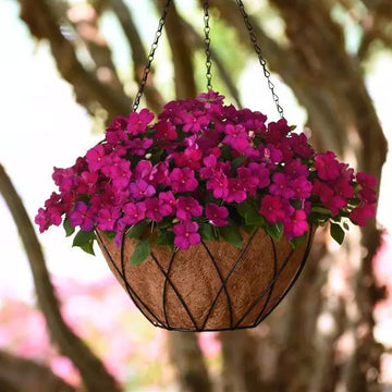 IMPATIENS BEACON VIOLET SH (BOX OF 9 PLANTS)