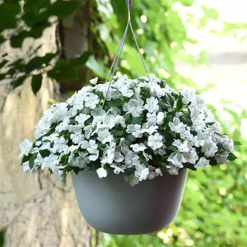 IMPATIENS BEACON WHITE (BOX OF 9 PLANTS)