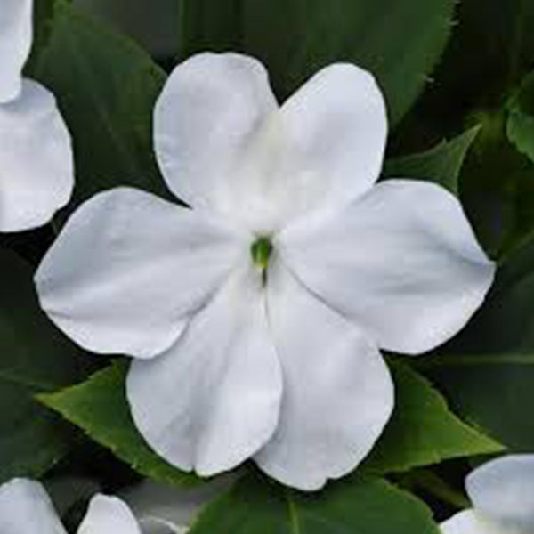 Impatiens Beacon (Box of 9 Plants)