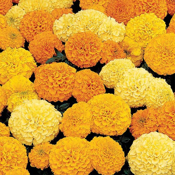Inca Ii ( Boîte De 9 Plants )