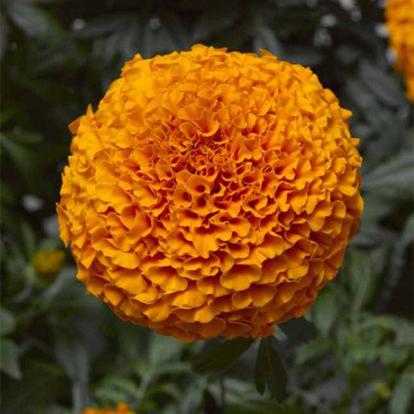 Inca Ii ( Boîte De 9 Plants )