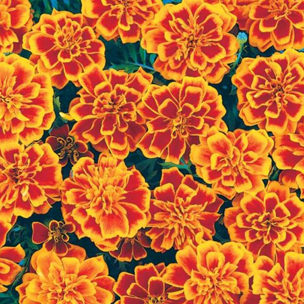Bonanza (Box of 9 Plants)