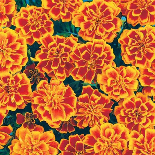 Bonanza (Boîte de 9 Plants)