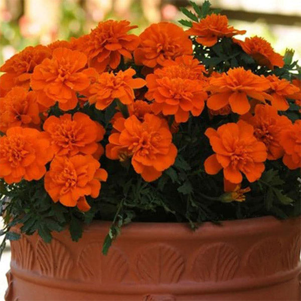 Bonanza (Box of 9 Plants)