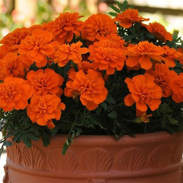 Bonanza Orange Deep