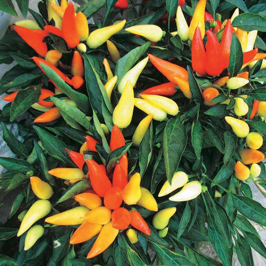 Ornamental Papper 5" Pot