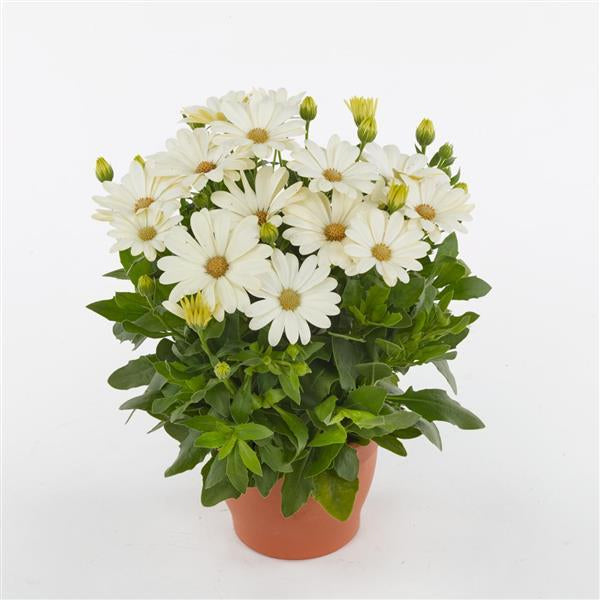 Osteosp Akila POT 4,5 po
