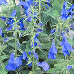 SALVIA