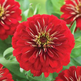 ZINNIA ( CARTON DE 6 PLANTES ) 