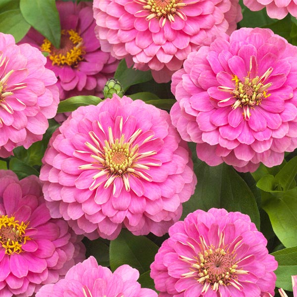Zinnia (Boîte de 6 plants)
