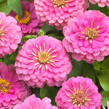 Zinnia Preciosa Rose
