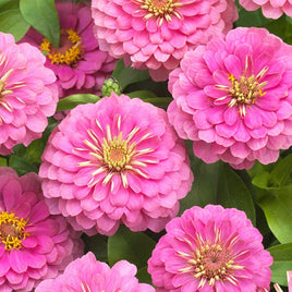 ZINNIA ( CARTON DE 6 PLANTES ) 