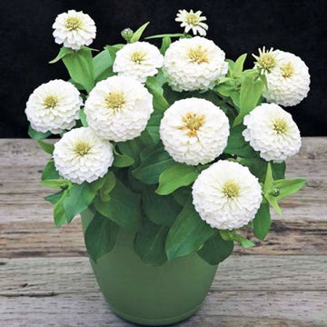 ZINNIA PRECIOSA BLANC