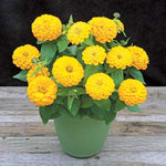 ZINNIA ( BOX OF 6 PLANTS )