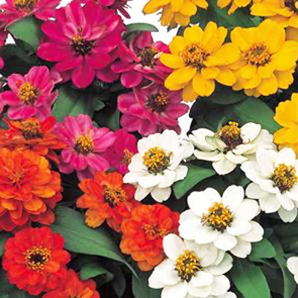 Zinnia (Boîte de 6 plants)