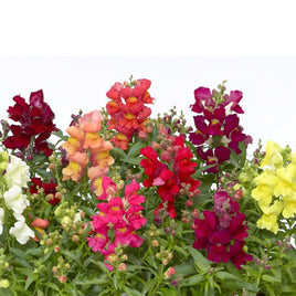 MÉLANGE ANTIRRHINUM SNAPTINI 