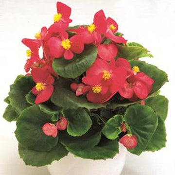 BÉGONIA SEMP AMBASSADOR ROSE ( BOÎTE DE 9 PLANTS )
