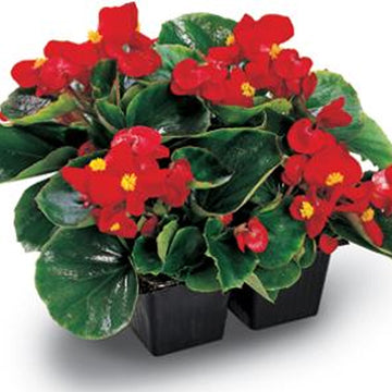 BÉGONIA SEMP AMBASSADOR SCARLET ( BOÎTE DE 9 PLANTS )