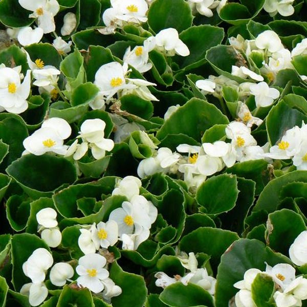 Begonia