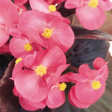 BÉGONIA SEMPERFLORENS NIGHTLIFE DEEP ROSE ( BOÎTE DE 9 PLANTS )