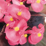 BEGONIA