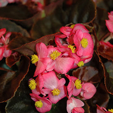 BÉGONIA SEMPERFLORENS NIGHTLIFE DEEP RED ( BOÎTE DE 9 PLANTS )